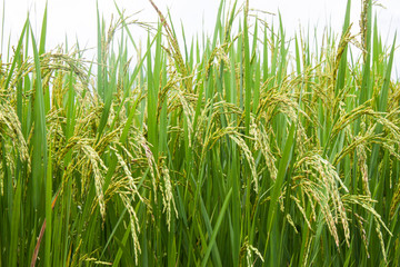 Rice fields in Thailand