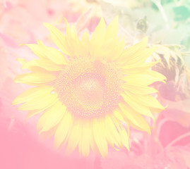 Blooming sunflower in soft style for background.