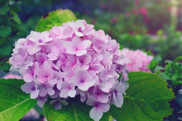 Fototapeta premium pink hydrangeas flower (hydrangea macrophylla, hortensia) in a garden.