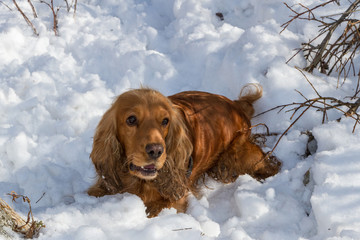 spaniel on the white snow