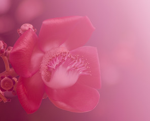Shot of canonball flower in sweet color and soft style for background.