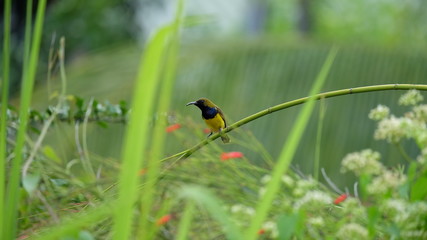 Wild yellow-bellied Sunbird perched in a garden