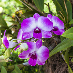 Closeup shot of beauty dendrobium orchid.