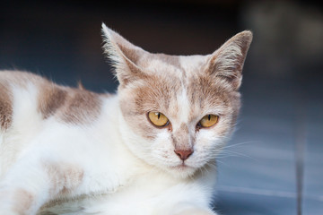 portrait adult tabby cat