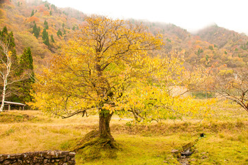 西日本の山、秋の黄葉・紅葉