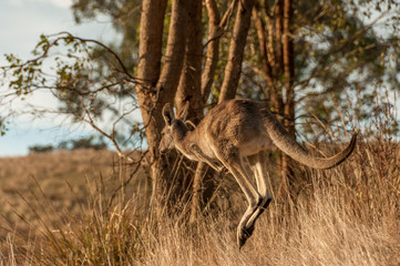 Kangaroo jumping