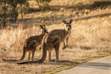 Kangaroos