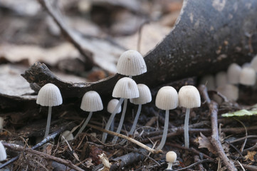 Mushrooms (Coprinus disseminatus) on a stump