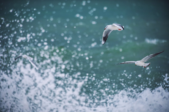 White seagull soaring above the sea