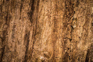 natural beautiful old wood texture