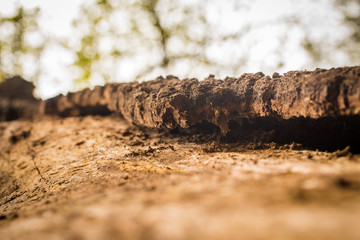 natural beautiful old wood texture