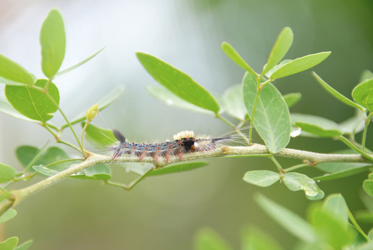 worm