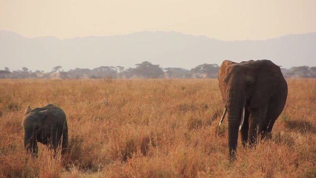 Elephant dans le parc du Serengeti, Tanzanie