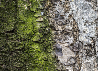 Wood texture closeup image Macro photo of grey and mossy tree surface.