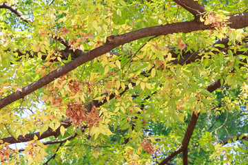 Autumn leaves of red leaves