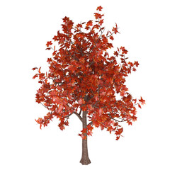 Maple tree with red and orange autumn leaves, isolated on white background. 3D rendering.