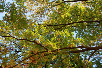 Autumn leaves of red leaves