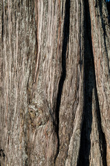 Fototapeta premium Drewniane tekstury