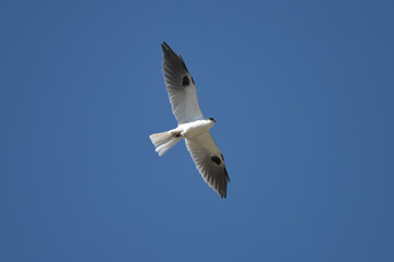 Mature Whitetailed Kite flying overhead with mouse in talons