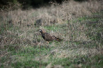 Redtail hawk hunting in grass