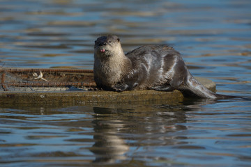 River otter parent resting on grate in pond