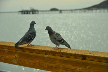 Pigeons at The Beach