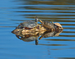Obraz premium Three turtles resting on log in pond