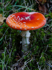 Mushroom in the meadows of the Leitariegos valley in Asturias, Spain