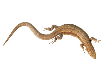 Viviparous  Common Lizard isolated on white