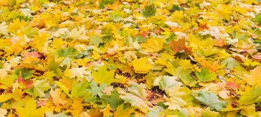 Background of fallen varicolored maple leaves