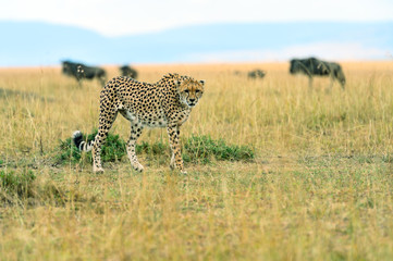 Cheetah in the African savanna