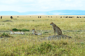 Cheetah in the African savanna