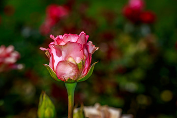 Beautiful Rose in Full Blossom