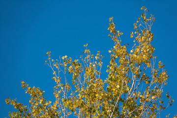 Top of poplar tree against the blue sky in autumn