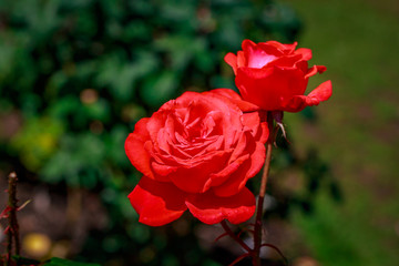 Beautiful Rose in Full Blossom