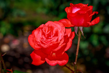 Beautiful Rose in Full Blossom