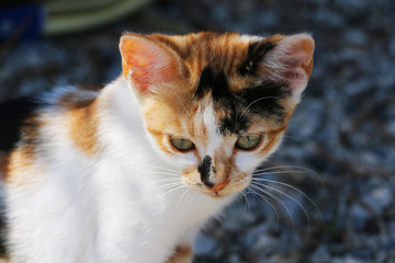 Portrait of small three-color homeless cat sitting outdoor. Attractive eyes, long whiskers, white-red-black fur.