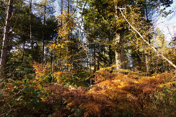 Fototapeta na wymiar Woodland scene with yellow and brown autumn leaves