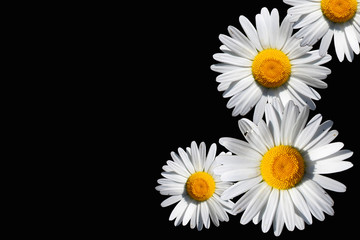 
White daisies on a black background