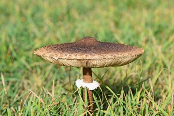 Schirmpilz in der Sonne