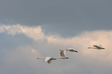 Fototapeta na wymiar ４羽の白鳥