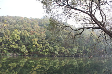 강가의 고목나무