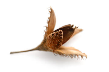 Beech nut isolated over white background