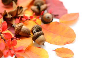 Acorns with autumn leaves on a white background