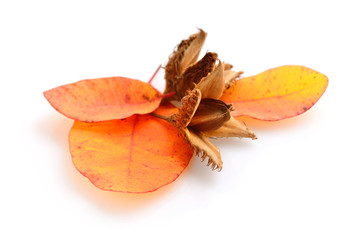 Beech nuts with autumn leaves on a white background