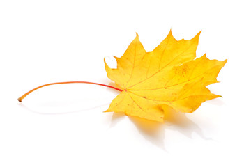 Autumn maple leaf isolated on white background