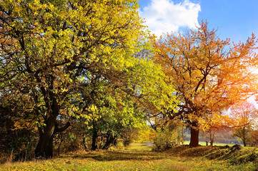 Fototapeta na wymiar Beautiful autumn landscape with colorful trees. Sunny day
