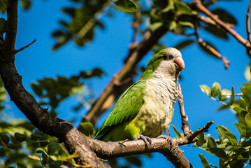 M&ouml;nchssittich auf einem Ast