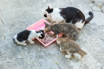 homeless cat and little kitty eating rice on dish