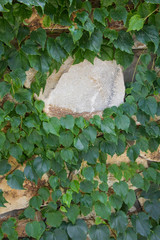 Stone wall and green ivy